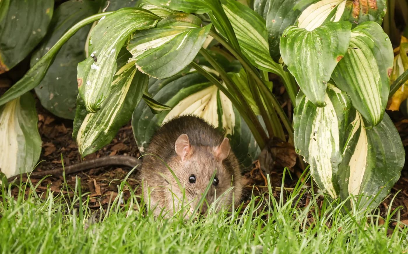 Ratten